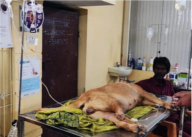 A dog receiving IV fluid therapy in the clinic's treatment and boarding room