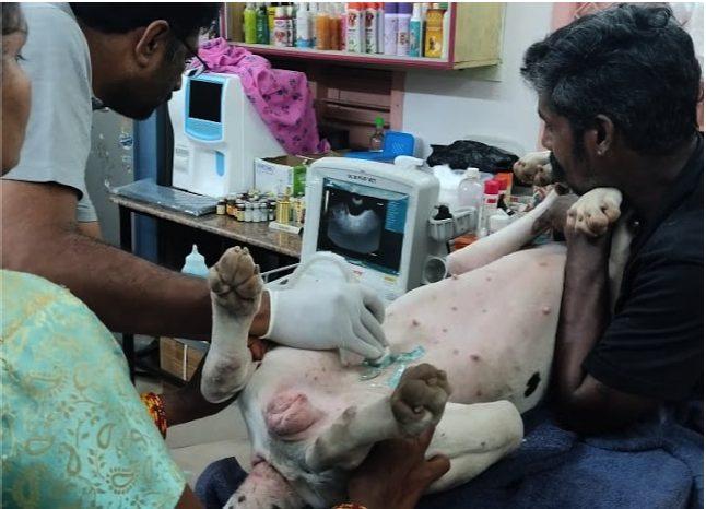 A veterinarian performing an ultrasound scan on a dog, with lab equipment in the background