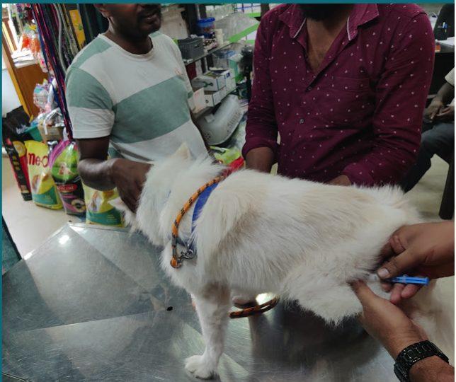 A dog being examined at the clinic counter, with pet food and supplies on the shelves behind